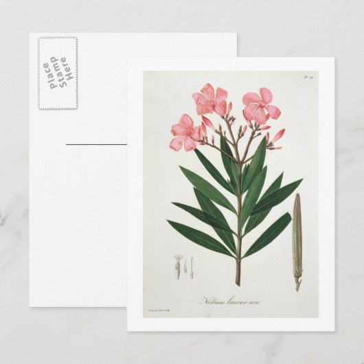 Oleander van 'Phytographie Medicale' door Joseph R Briefkaart (Voorkant / Achterkant)
