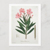 Oleander van 'Phytographie Medicale' door Joseph R Briefkaart (Voorkant)