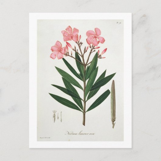 Oleander van 'Phytographie Medicale' door Joseph R Briefkaart (Voorkant)