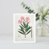 Oleander van 'Phytographie Medicale' door Joseph R Briefkaart (Staand voorkant)