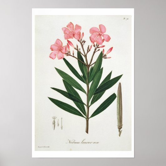 Oleander van 'Phytographie Medicale' door Joseph R Poster (Voorkant)