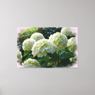 *~* Olie Hydrangea TV2 Kunst Uitgerekte Canvas Pri