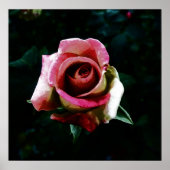 Oliebeschilderd roos poster (Voorkant)