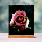 Olieverf rode roos acryl bord (Neutraal)