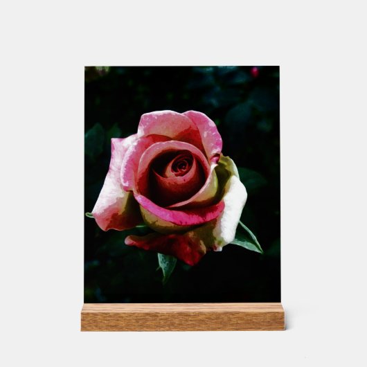 Olieverf rode roos acryl bord (Voorkant)