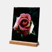 Olieverf rode roos acryl bord (Hoek)