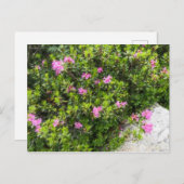 Olieverfdoek van alpine roos rhododendron briefkaart (Voorkant / Achterkant)