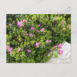 Olieverfdoek van alpine roos rhododendron briefkaart