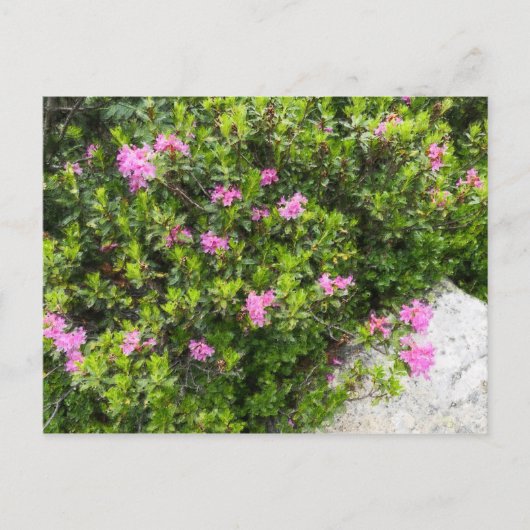 Olieverfdoek van alpine roos rhododendron briefkaart (Voorkant)