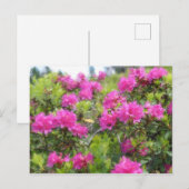 Olieverfschilderij van alpine roos rhododendon briefkaart (Voorkant / Achterkant)