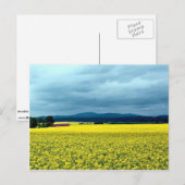 Oliezaadraapzaad, Angus, Schotland bij de Cornish  Briefkaart (Voorkant / Achterkant)