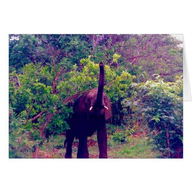 olifant (Voorkant Horizontaal)