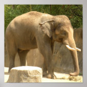 olifant2 poster (Voorkant)