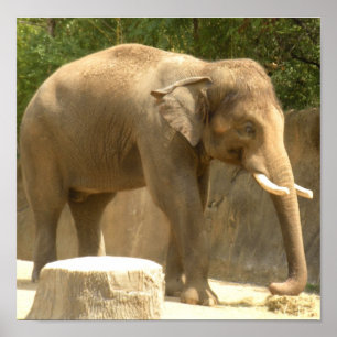 olifant2 poster