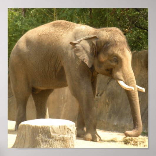 olifant2 poster (Voorkant)