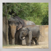 olifant4 poster (Voorkant)