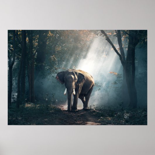 olifant-1822636 poster (Voorkant)