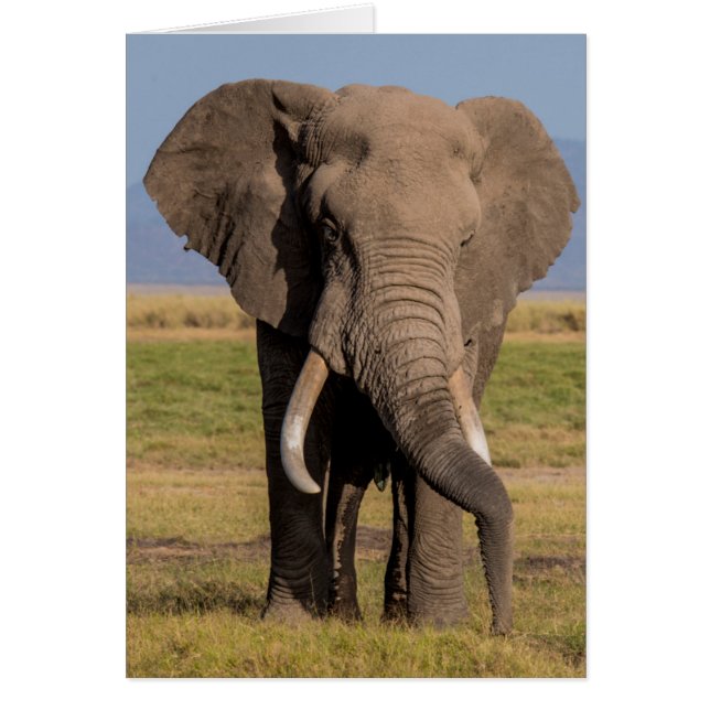 Olifant aan het zoeken (Voorkant)
