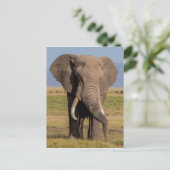 Olifant aan het zoeken briefkaart (Staand voorkant)