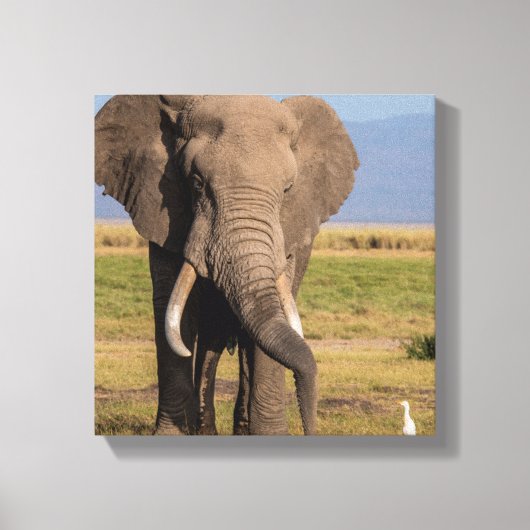 Olifant aan het zoeken canvas afdruk (Voorkant)