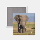 Olifant aan het zoeken magneet (Voorkant / Achterkant)
