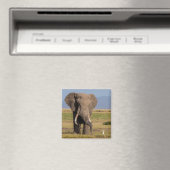 Olifant aan het zoeken magneet (Insitu (Vaatwasser))