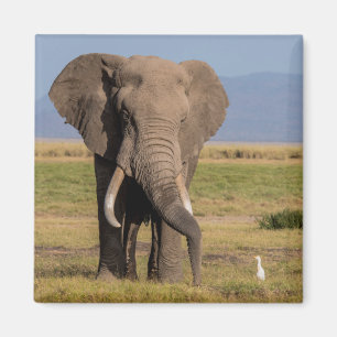 Olifant aan het zoeken magneet