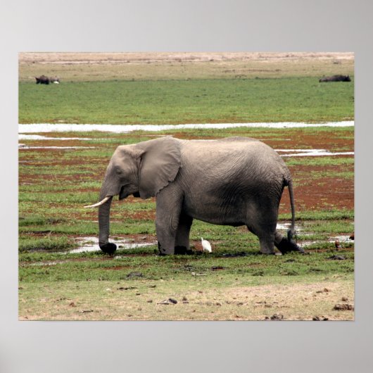 olifant amboseli poster (Voorkant)