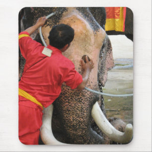 Olifant badtijd ... Ayutthaya, Thailand Muismat