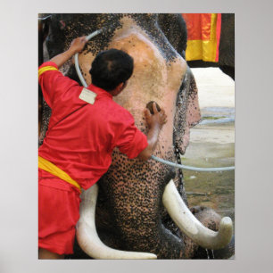 Olifant badtijd ... Ayutthaya, Thailand Poster