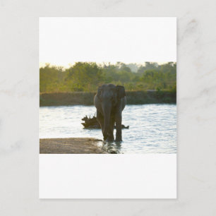 Olifant bij waterpoel briefkaart