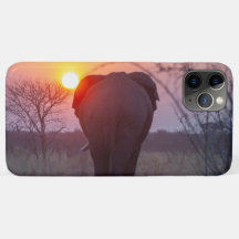 Olifant bij zonsondergang