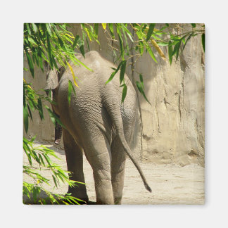 Olifant Booty Magnet