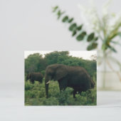 olifant briefkaart (Staand voorkant)