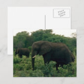olifant briefkaart (Voorkant / Achterkant)