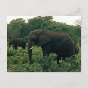 olifant briefkaart