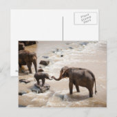 Olifant Briefkaart (Voorkant / Achterkant)