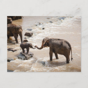 Olifant Briefkaart