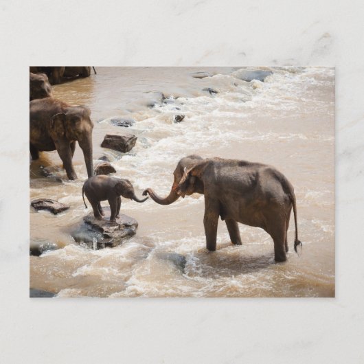 Olifant Briefkaart (Voorkant)