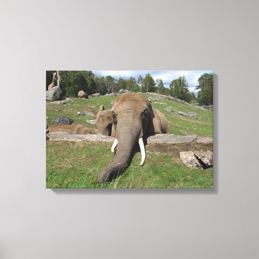 Olifant Close-up Canvas Afdruk (Voorkant)