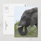 Olifant Eating Briefkaart (Voorkant / Achterkant)
