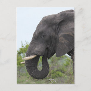 Olifant Eating Briefkaart