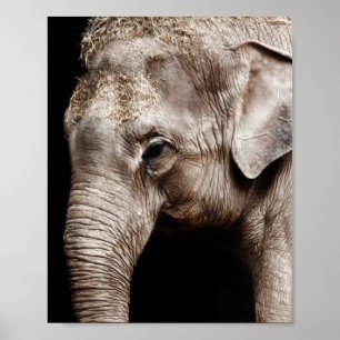 Olifant Foto Afbeelding Poster