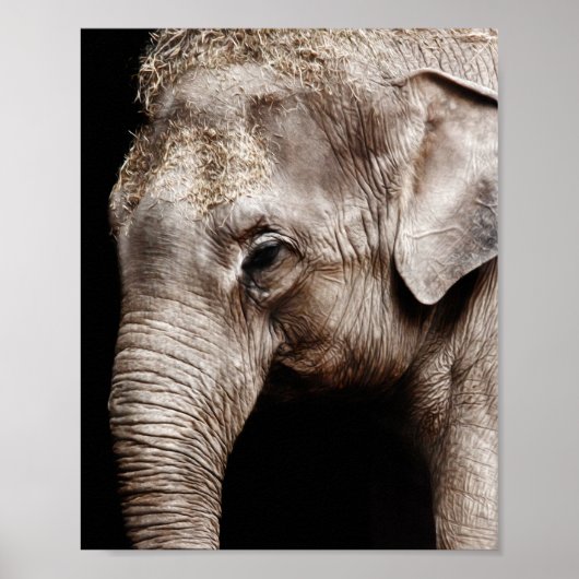Olifant Foto Afbeelding Poster (Voorkant)