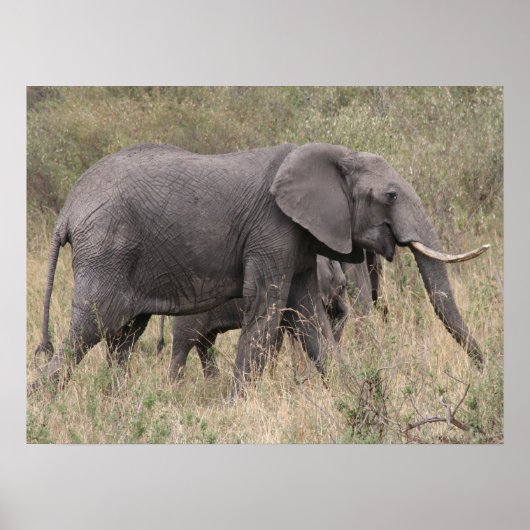 olifant getand poster (Voorkant)