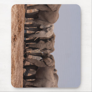 Olifant, grazen, dier muismat