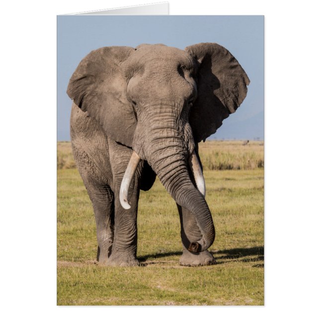 Olifant in een agressieve houding (Voorkant)