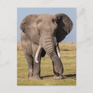 Olifant in een agressieve houding briefkaart