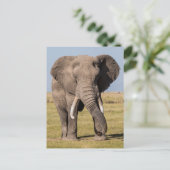 Olifant in een agressieve houding briefkaart (Staand voorkant)