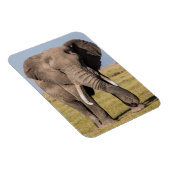 Olifant in een agressieve houding magneet (Rechterzijde)